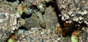 CÔNG TY DIỆT MỐI TẠI QUẬN 4 UY TÍN, CHẤT LƯỢNG 59 dich vu diet moi tan goc quan 4 chuyen nghiep nhat 2