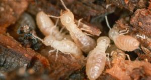 Diệt mối tại quận 12, Công ty diệt mối tận gốc tại quận 12 47 diet moi tai quan 12 cong ty diet moi tan goc tai quan 12 1