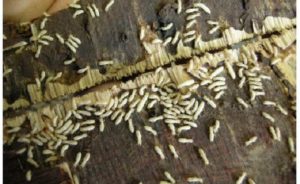 Diệt mối tại quận Tân Bình, Công ty diệt mối tận gốc tại quận Tân Bình 39 diet moi tai quan tan binh cong ty diet moi tan goc tai quan tan binh 2