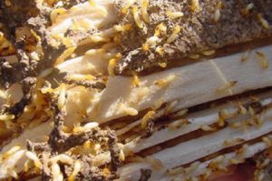 Diệt mối tại quận Bình Tân, Công ty diệt mối ở quận Bình Tân 42 diet moi tan goc quan binh tan nao la chuyen nghiep nhat 1