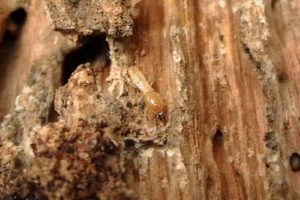 Diệt mối tận gốc tại quận 11, Công ty diệt mối tại quận 11 49 diet moi tan goc tai quan 11 cong ty diet moi tai quan 11 1