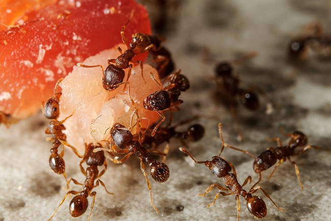 Communicate group of ants on piece of meat. Cooperation on the ground.
