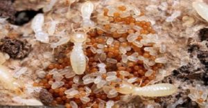 Dịch vụ diệt mối tại Vũng Tàu, Công ty diệt mối tại Vũng Tàu 41 dich vu diet moi tai vung tau cong ty diet moi tai vung tau 2