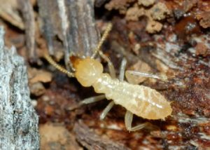 Dịch vụ diệt mối tại Sài Gòn, Công ty trừ mối Sài Gòn 50 dich vu diet mot tan goc 1