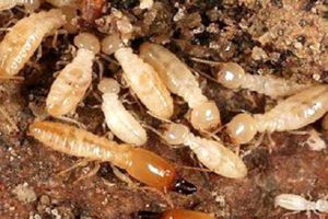 Diệt mối tận gốc tại huyện Nhà Bè, Công ty Diệt mối tận gốc tại huyện Nhà Bè 24 diet moi tan goc tai huyen nha cong ty diet moi tan goc tai huyen nha 1