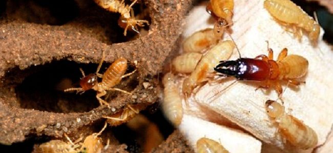 Diệt mối tại quận Tân Phú, Công ty diệt mối ở quận Tân Phú