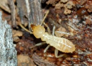 Bạn có biết lý do mối thường xuất hiện trong nhà mình? 32 ban co biet ly do moi thuong xuat hien trong nha minh 2