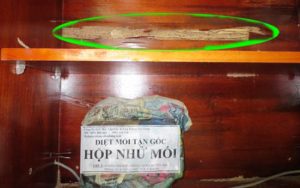 Bạn đã biết diệt mối bằng mối nhử đúng cách? 7 ban da biet diet moi bang moi nhu dung cach 2