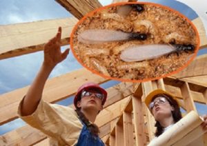 Bí quyết phòng chống mối cho công trình xây dựng 16 bi quyet phong chong moi cho cong trinh xay dung 2