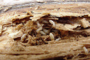 Diệt mối tận gốc – Giải pháp hoàn hảo giúp bảo vệ ngôi nhà của bạn 20 diet moi tan goc giai phap hoan hao bao ve ngoi nha cua ban 3