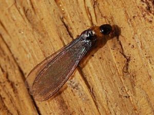 Mẹo diệt mối cánh mùa mưa cực hiệu quả! 4 image