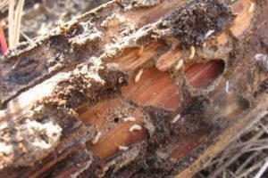 Kinh nghiệm diệt mối tận gốc ngay tại nhà 47 kinh nghiem diet moi tan goc ngay tai nha 1