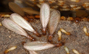 Làm thế nào để diệt mối cánh tận gốc hiệu quả vào mùa mưa? 41 lam the nao de diet moi canh tan goc hieu qua vao mua mua 1