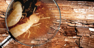 Mẹo hay giúp diệt mối gỗ khô đơn giản mà hiệu quả ngay tại nhà 11 meo hay giu diet moi go kho don gian ma hieu qua ngay tai nha 1