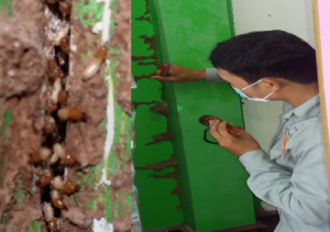 Tại sao cần tiến hành diệt mối tận gốc ngay tại nhà? 11 vi sao can tien hanh diet moi tan goc ngay tai nha 1