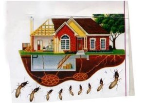 Bạn đã biết hết về những tác hại của mối đối với các công trình xây dựng? 47 ban da biet het ve nhung tac hai cua moi doi voi cac cong trinh xay dung 1