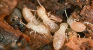 BẬT MÍ LOÀI MỐI SINH SẢN VÀ PHÁT TRIỂN NHƯ THẾ NÀO 4 ban da biet het ve nhung tac hai cua moi doi voi cac cong trinh xay dung 2