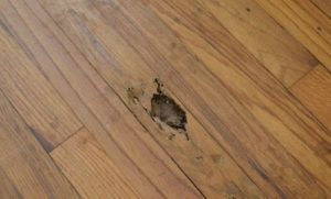 Cách diệt mối sàn gỗ tại nhà hiệu quả nhất 32 bi kip giup ban phong chong moi hieu qua lau dai va tiet kiem chi phi 2