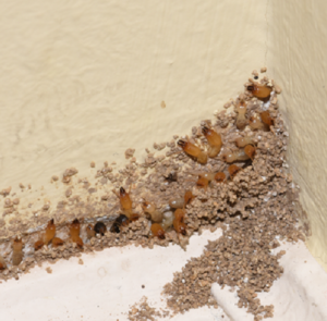 Mối xông nhà phải làm sao? 44 chi ban 5 cach khac phuc tinh trang moi xong nha don gian ma hieu qua 2