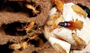 Diệt mối tận gốc theo phương pháp lây truyền có ưu điểm gì? 11 diet moi tan goc theo phuong phap lay truyen co uu diem gi 2 1