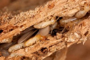 Bạn đã biết cách diệt mối tận gốc không cần dùng thuốc? 14 dung do noi that bang go quy hiem co bi moi xong khong 2