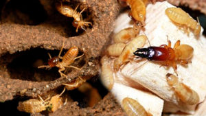 Cách diệt mối không cần thuốc mà bạn nên biết 11 Diet moi tan goc bang phuong phap dan gian 1 1