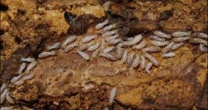 Cách diệt mối gỗ ẩm tận gốc 1 cach diet moi go am tan goc 1