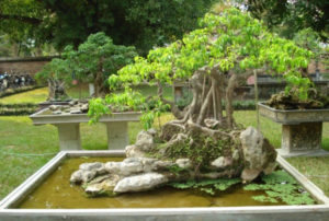 Những loại cây dễ bị mối phá hoại và cách diệt mối 50 nhung loai cay de bi moi pha hoai va cach diet moi 2