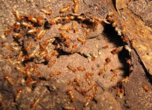 Bật mí cách diệt mối bằng phương pháp dân gian 5 nhung thong tin ve loai moi giup ban diet moi hieu qua 1