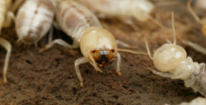 nhung thong tin ve loai moi giup ban diet moi hieu qua 2