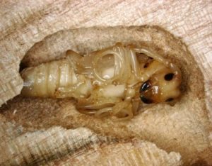 Chỉ bạn cách diệt mối tại nhà hiệu quả 100% 1 chi ban cach diet moi tai nha hieu qua 100 1