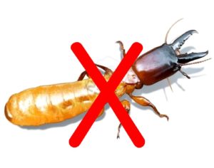 Diệt mối thời điểm nào là thích hợp nhất? 9 diet moi 1