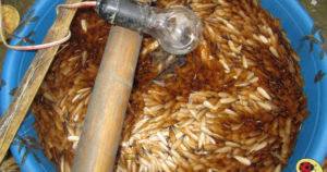 Vì sao mối cánh lại xuất hiện nhiều vào mùa mưa, cách diệt mối cánh như nào? 19 diet moi 2