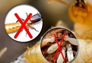 Mách bạn những cách diệt mối tại nhà đơn giản hiệu quả nhất 9 diet moi 6