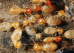 Báo giá dịch vụ diệt mối nhanh nhất 35 diet moi 1 1