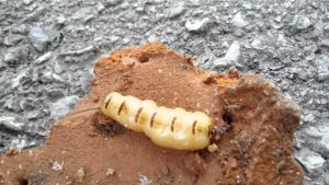 Diệt mối bằng dầu hỏa có hiệu quả không, thực hiện như thế nào? 54 diet moi tan goc