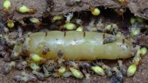 Hướng dẫn cách "săn" mối chúa hiệu quả 100% 15 diet moi15