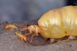 Diệt mối hết bao nhiêu tiền? 18 diet moi 1 1