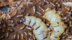 Đâu là cách diệt mối tận gốc 365h hiệu quả nhất? 5 diet moi 2 1