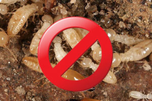 Công ty diệt mối tại Thái Nguyên uy tín, giá rẻ 31 thuoc chong moi 1