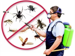 Dịch vụ diệt côn trùng tại quận 2 13 thuốc diệt côn trùng trong nhà