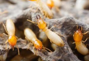 Công ty diệt mối tại Đà Nẵng uy tín, giá rẻ 19 dia chi diet moi uy tin o ha noi 1