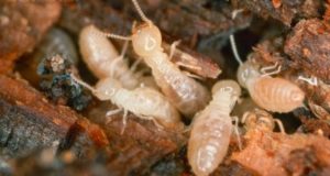 Diệt mối giá rẻ tại nhà có thực sự diệu quả không? 19 diet moi thanh cong 4