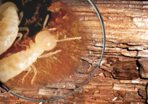 ky thuat diet moi tai nha 1