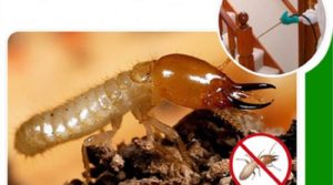 anh huong cua thuoc diet moi tan goc den moi truong 2