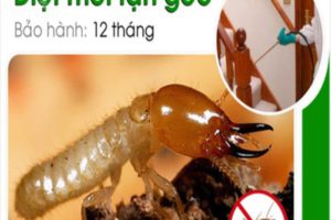 Dịch vụ diệt mối ở Thanh Hóa 28 diet moi tai nha thanh cong 1