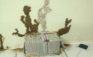 Hướng dẫn cách diệt mối tận gốc cho tường nhà 41 hop nhu moi thanh cong 3