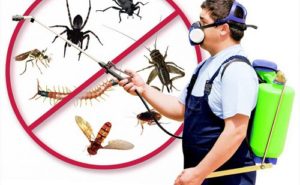 Chỉ bạn cách diệt côn trùng tại nhà hiệu quả và an toàn 7 cong ty diet con trung hieu qua hang dau tai ho chi minh 2