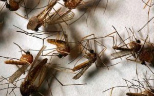 dich vu diet muoi tai nha uy tin gia re2