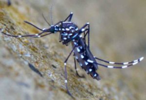 diet muoi tai nha bang cach nao hieu qua va an toan2